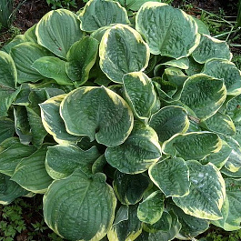 Хоста гибридная Крисмас Три