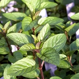 Мята Белый шоколад