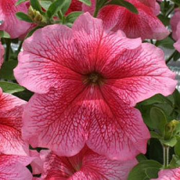 Петуния грандифлора Призм Стравберри Сандай