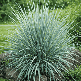 Элимус песчаный