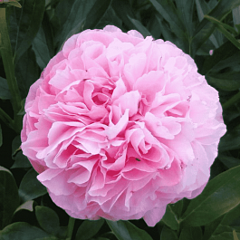 Пион Молочноцветковый Cotton Candy