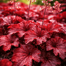 Гейхера Bloody Dinosaur