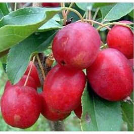 Яблоня Китайка Долго Яблоня Китайка Долго