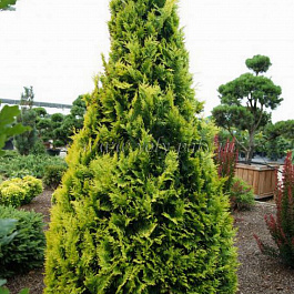 Туя западная Санкист Туя западная Санкист