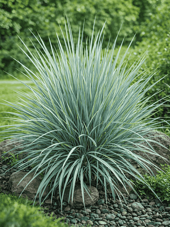 Элимус песчаный