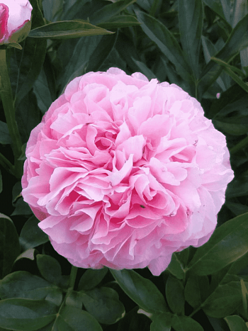 Пион Молочноцветковый Cotton Candy