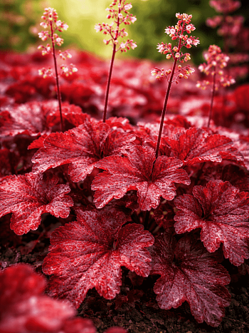 Гейхера Bloody Dinosaur