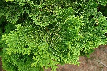 Кипарисовик туполистный Nana Gracilis