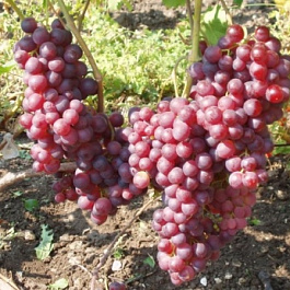 Виноград плодовый Воевода