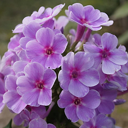 Флокс метельчатый Юник Мов НАБОР 2ШТ (1+1)