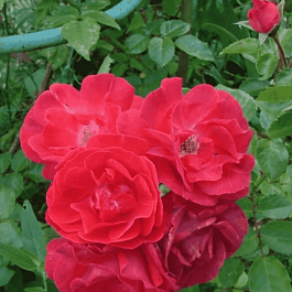 Роза плетистая Красный маяк