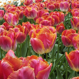 Тюльпан бахромчатый Сансет Майями Тюльпан бахромчатый Сансет Майями