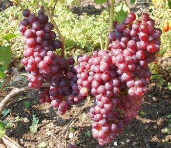 Виноград плодовый Воевода