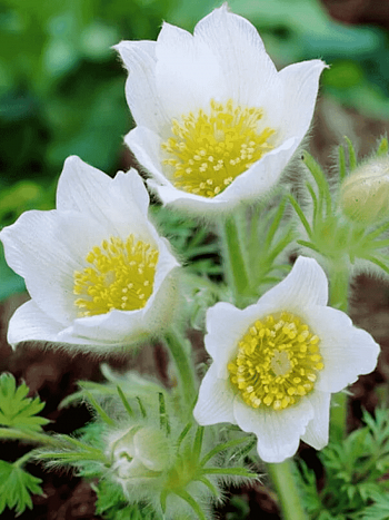 Прострел обыкновенный Alba