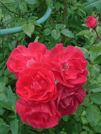 Роза плетистая Красный маяк