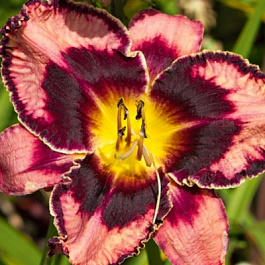 Лилейник гибридный Симмонс Увертюра