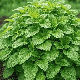 Мелисса лимонная Fit