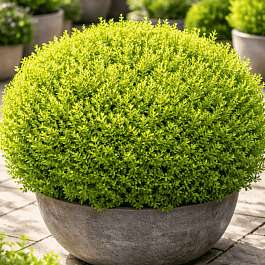 Самшит мелколистный Faulkner