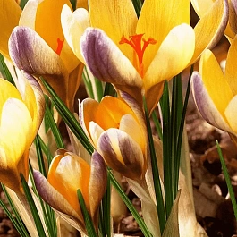 Крокус Ботанический Advance