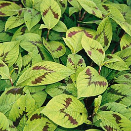 Горец филиформис Пейнтер Пелетт