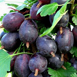 Крыжовник бесшипный Грушенька