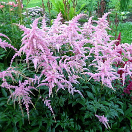 Астильба Арендса Фламинго