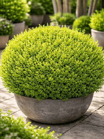 Самшит мелколистный Faulkner