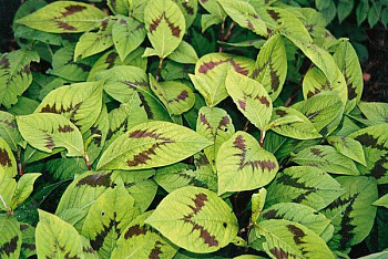 Горец филиформис Пейнтер Пелетт