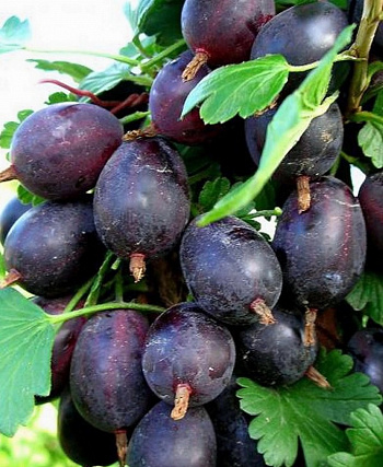 Крыжовник бесшипный Грушенька