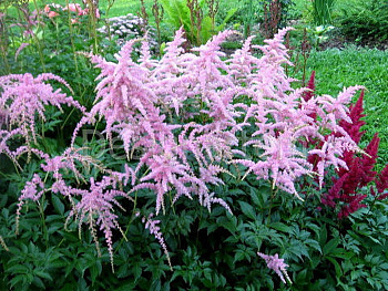 Астильба Арендса Фламинго