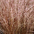 Осока власовидная Bronco