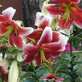 Лилия ОТ-гибрид Джудит Саффинья