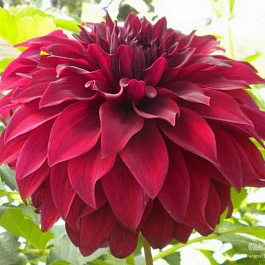 Георгина Декоративная Спартак