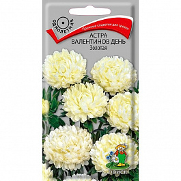 Астра Валентинов день Золотая