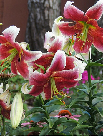 Лилия ОТ-гибрид Джудит Саффинья