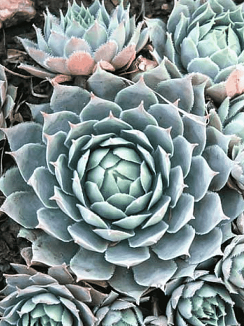 Молодило паутинистое Blue Star