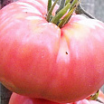 Томат Бренди розовый