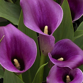 Калла Аметист