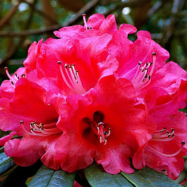 Рододендрон гибридный Америка