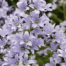 Колокольчик молочноцветковый Prichard's Variety