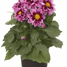 Георгин Dahlietta Surprise Demi