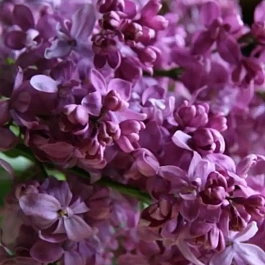 Сирень обыкновенная Богдан Хмельницкий