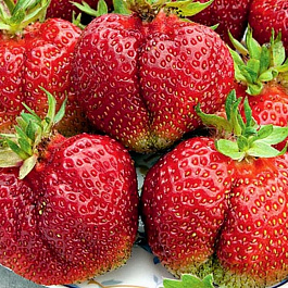 Земляника садовая Вима Тарда