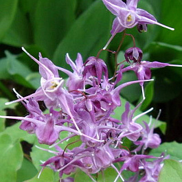 Горянка крупноцветковая Лилафи