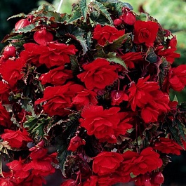 Бегония Клубневая Cascade Pendula Red