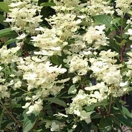 Гортензия метельчатая Early Harry