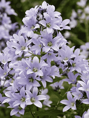 Колокольчик молочноцветковый Prichard's Variety