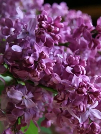 Сирень обыкновенная Богдан Хмельницкий