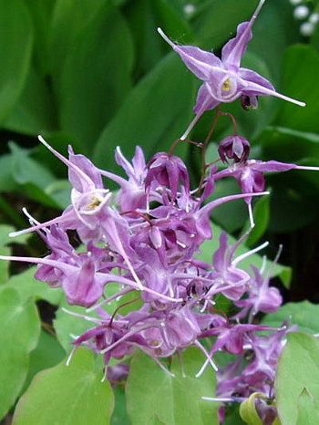 Горянка крупноцветковая Лилафи