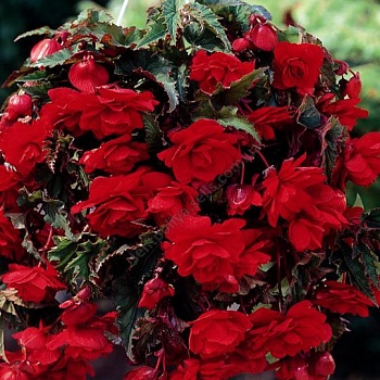 Бегония Клубневая Cascade Pendula Red